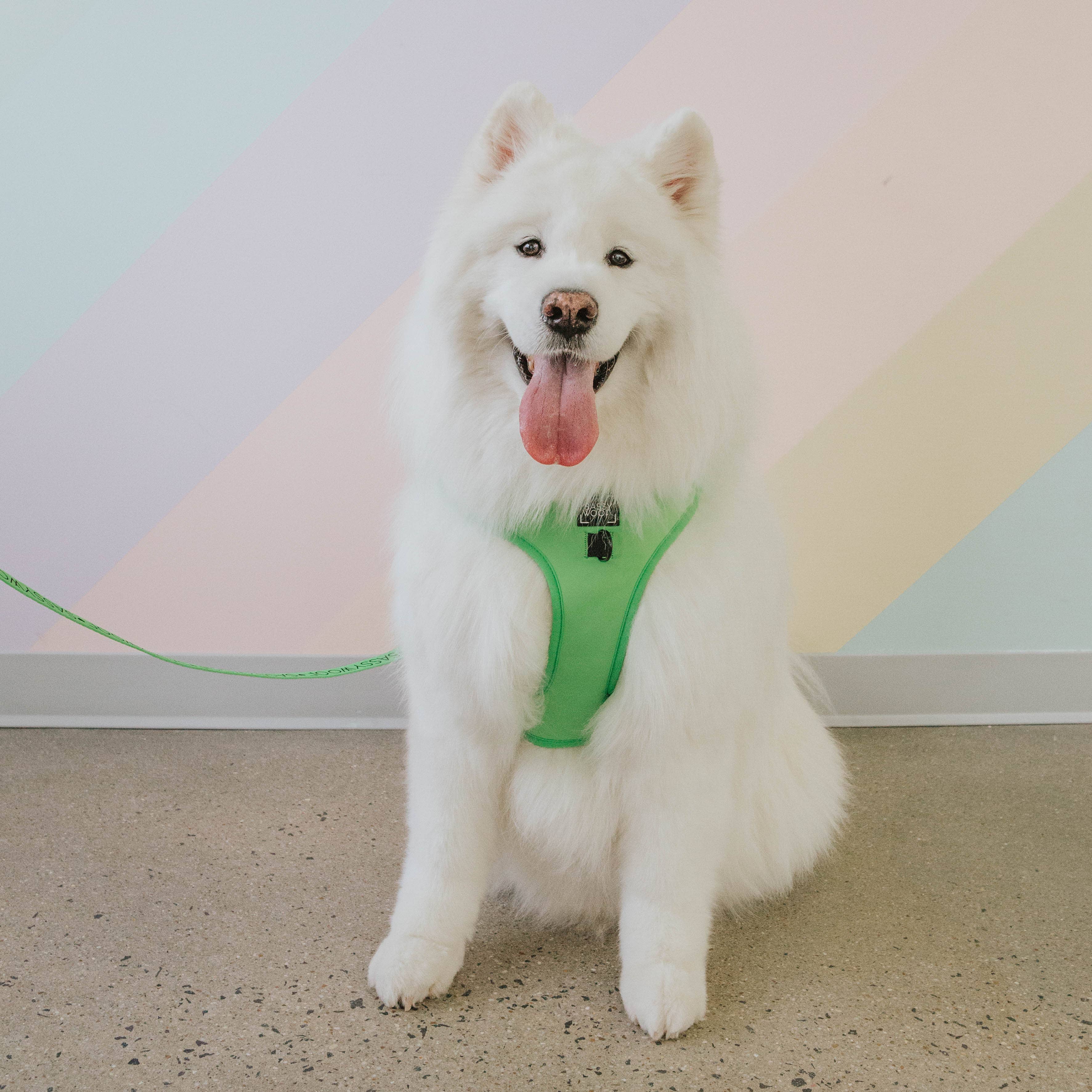 SASSY WOOF - Dog Adjustable Harness - Neon Green: XXS